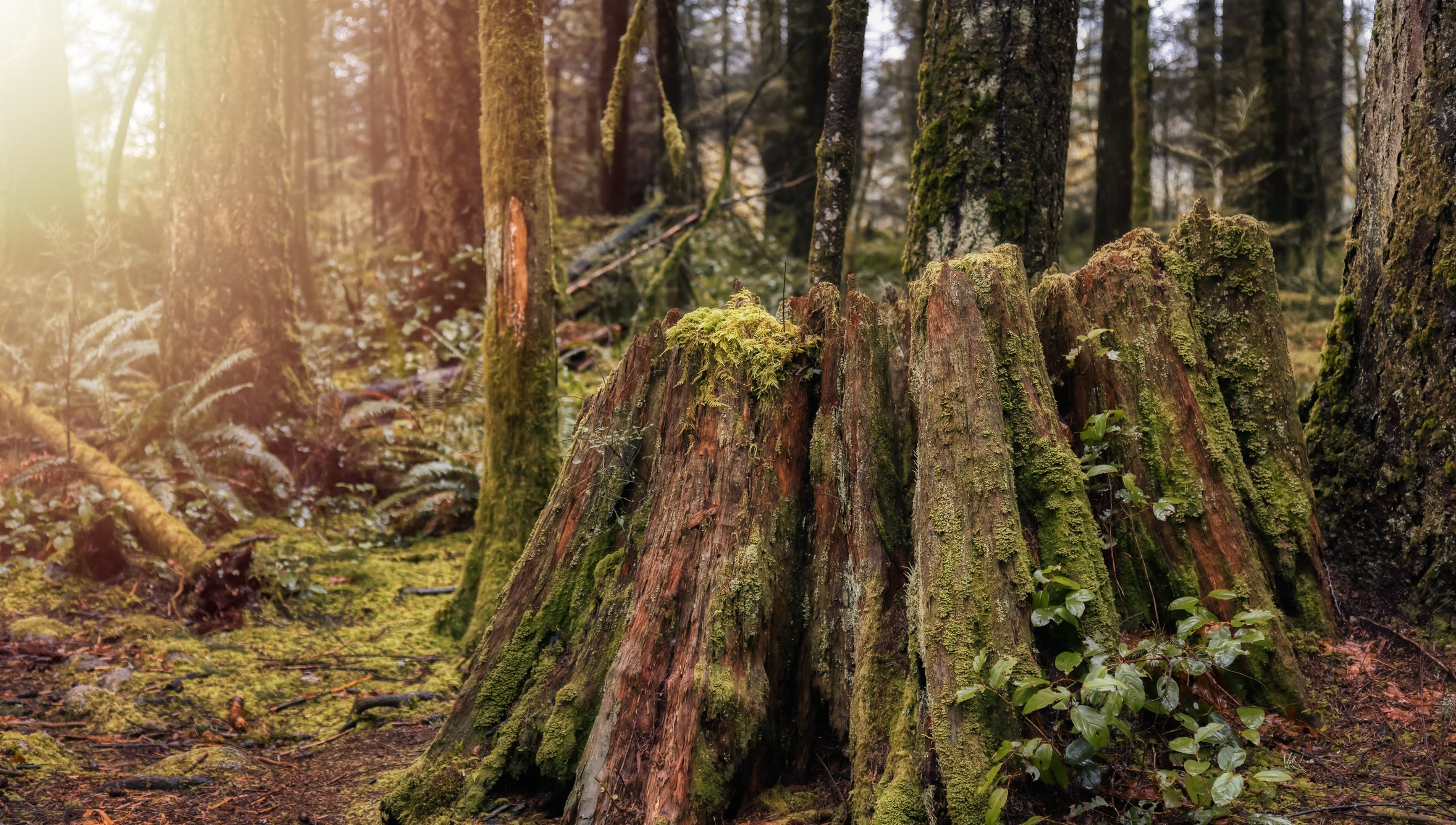 Canadian Forest View